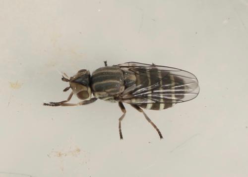 Réf. 320 932 : Chlorops strigulus